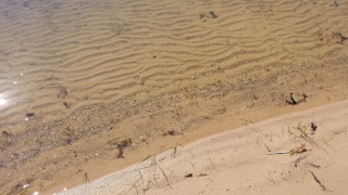 Sugar sand beach and lake at Alpine Beach Cabins.